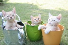 ネコ好きにはたまらない可愛すぎる3Dムービーが誕生