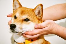 『柴公園』インタビューにて撮影