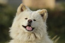 なんとも言えない表情がブサかわいい