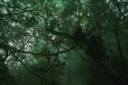 異様なまでに赤く光る目が印象的な「猿の精霊」