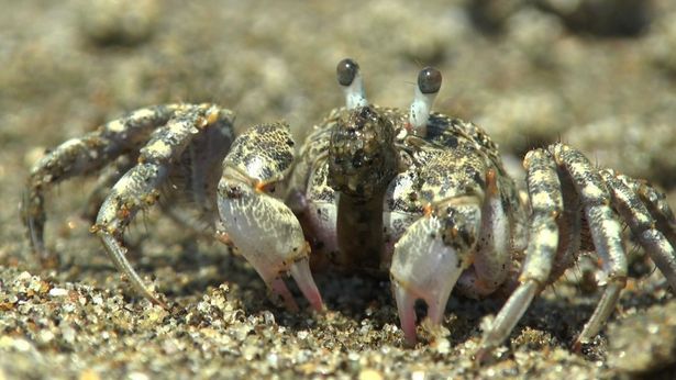 砂利を口に運んでパクパク…(『蟹の惑星』)