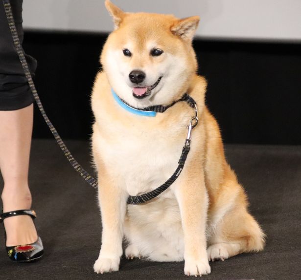 【写真を見る】ステージに上がって会場を見渡す芝犬まるちゃん。かわいい！＜写真20点＞