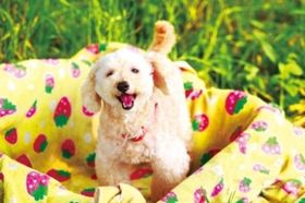 『犬とあなたの物語 いぬのえいが』は6つのストーリーから構成されるオムニバス