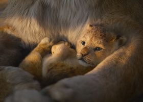 “超実写”なCGがスゴい！『ライオン・キング』のモフモフすぎる動物たち