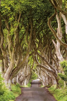 幻想的な景色が広がるダーク・ヘッジス