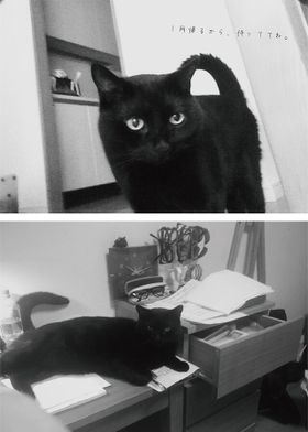 松本監督の実家の猫、ミイタ。