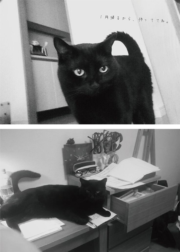 松本監督の実家の猫、ミイタ。