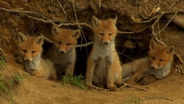 命の輝きに満ちた生き物たちの家族愛のドラマを描く