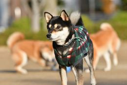 お洋服来ておめかしした柴犬もステキ…(『柴公園』)
