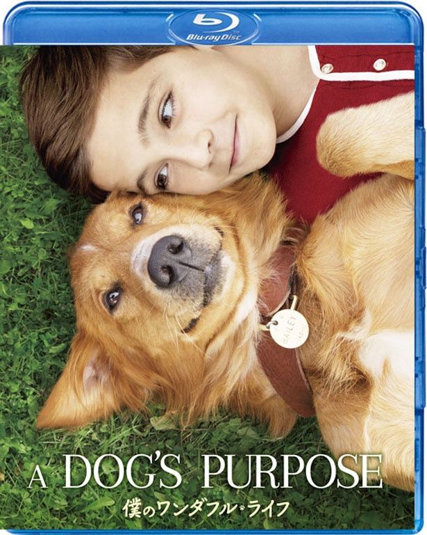『僕のワンダフル・ライフ』Blu-rayは発売中