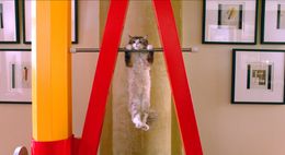 様々なタイプの猫たちが大活躍！(『メン・イン・キャット』)