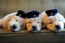 “犬のおまわりさん”な、可愛いすぎる寝顔！癒されます