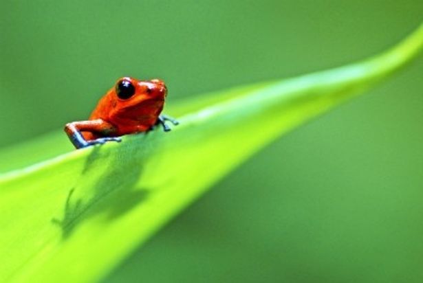 10gの母が子供の命を守るイチゴヤドクガエル