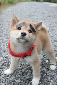 3D化の波はついにマメシバにも！ あまりにもカワイイ仕草の数々に悶絶必至