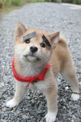 3D化の波はついにマメシバにも！ あまりにもカワイイ仕草の数々に悶絶必至