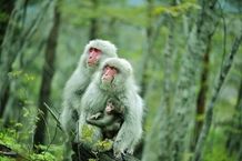 地球で最も北に暮らすサルたちなど、貴重な生き物の生態を美しい映像でとらえる