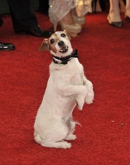 『アーティスト』のアギー、引退理由は奇病だった！