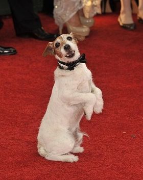 『アーティスト』のアギー、引退理由は奇病だった！