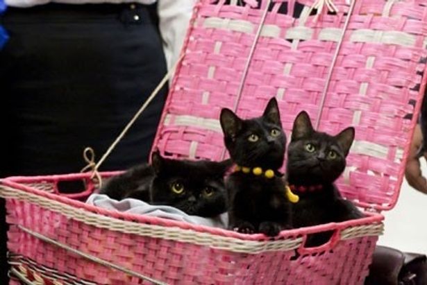 自由気ままに走り回る黒猫たちの名演にも注目！