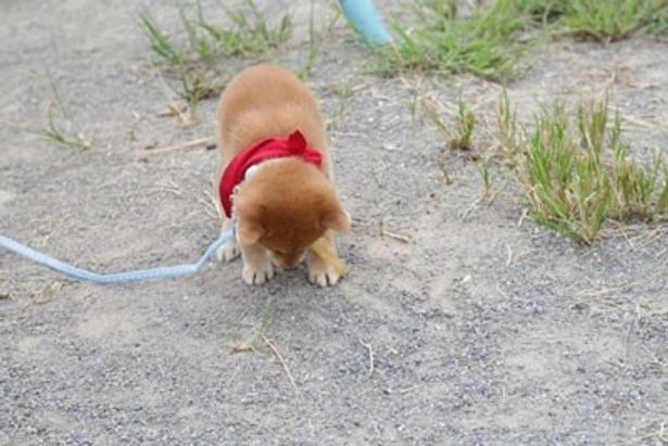 まるで、ごめんなさいをしているようなポーズに癒やされる