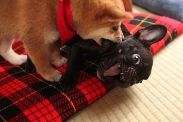 二郎が勤めるペットショップにいる子犬。一郎との相性もばっちり！