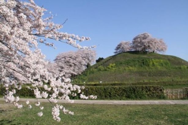石田三成が忍城への水攻めの際に本陣を構えた丸墓山古墳。エンドロールにも登場する