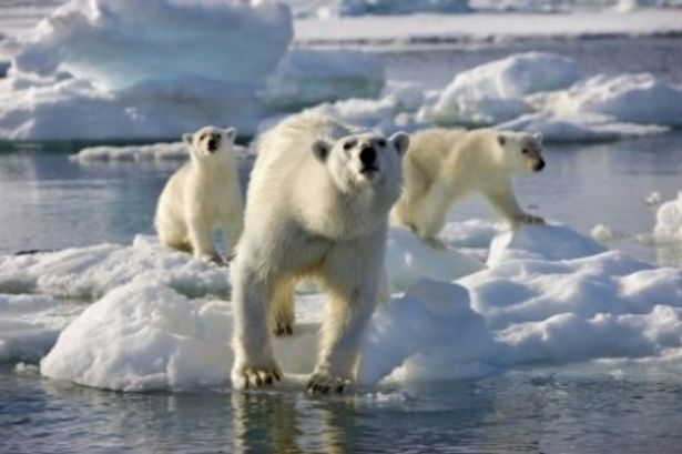 ホッキョクグマの生態も地球温暖化によって大きく変わってきている