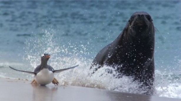 ペンギンを狩るヒョウアザラシ。エリザベスは最も恐ろしい動物だと語った