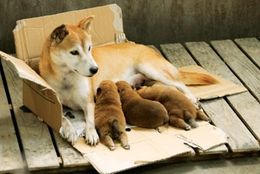 生まれたばかりの子犬を守ろうと、近づく人間を威嚇し続ける。母犬・ひまわりの強さに感動！