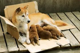 生まれたばかりの子犬を守ろうと、近づく人間を威嚇し続ける。母犬・ひまわりの強さに感動！