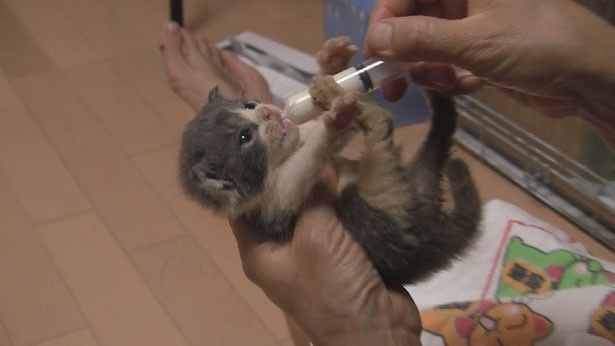 必死で動物たちを救おうとする人々の姿も描き出される