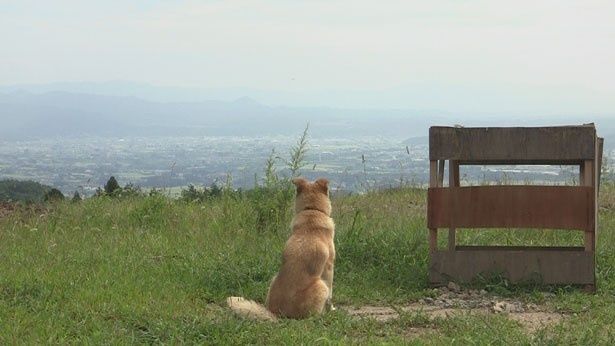 動物を愛する全ての人に見てもらいたい『犬と猫と人間と2 動物たちの大震災』