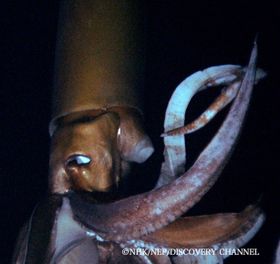 映画館の大きなスクリーンで見れば、その大きさがさらに実感できるはず