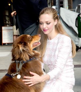 アマンダ・サイフリッド、彼氏より犬と一緒にいる方が幸せ？