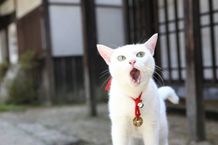 玉之丞、おおきなあくび!?気が抜けた表情も愛らしい