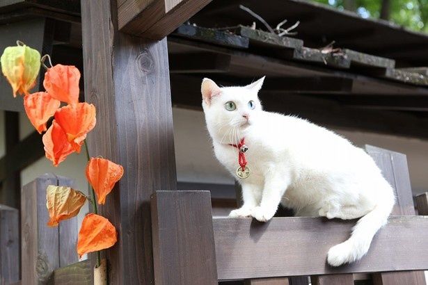 【写真を見る】キャリアの長いタレント猫・あなごが見せる破壊力抜群の表情！