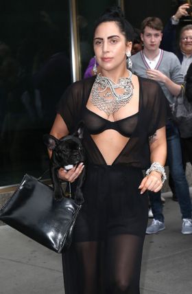 愛犬にジュエリーをつけ非難されたガガ