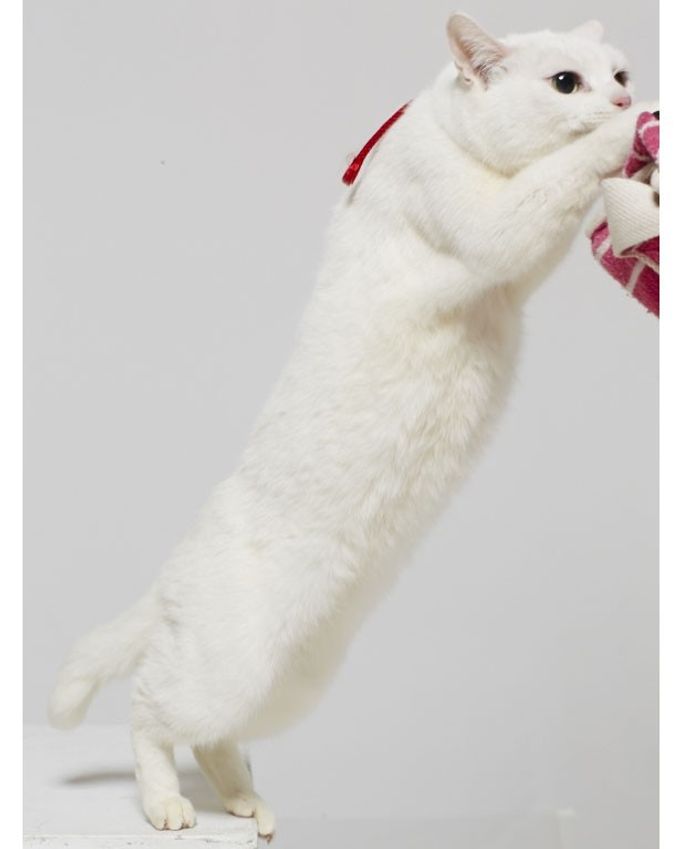 猫侍のフォトギャラリー画像(1/1)｜MOVIE WALKER PRESS 映画