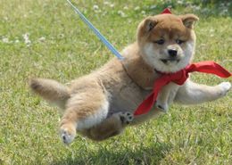 まさかのポージングで空中散歩を繰り出す一郎