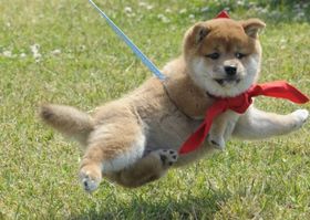 まさかのポージングで空中散歩を繰り出す一郎