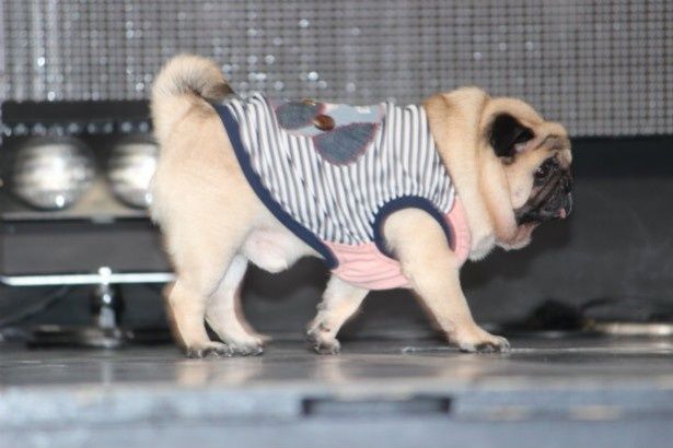 坂上忍の愛犬・森田パグゾウ