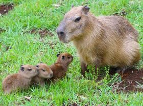 目つきまで似ているカピパラ親子の写真はこちら