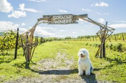 兄弟の愛犬バベットを演じた大型犬のかわいさに出演者もメロメロ