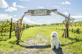 兄弟の愛犬バベットを演じた大型犬のかわいさに出演者もメロメロ