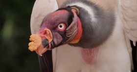 アマゾンに生息する珍しい動物が次々に登場！こちらは、トキイロコンドル（コンドル科）