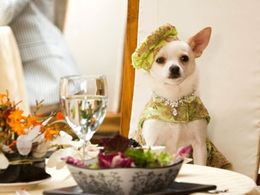 セレブ犬の冒険を描く『ビバリーヒルズ・チワワ』は5月1日(金)公開