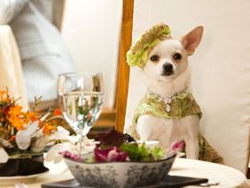 セレブ犬の冒険を描く『ビバリーヒルズ・チワワ』は5月1日(金)公開