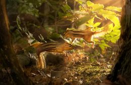 シマリスとシマリスがエサを巡って激闘！アクロバットなシーンが展開