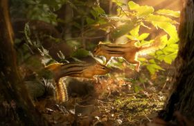 シマリスとシマリスがエサを巡って激闘！アクロバットなシーンが展開