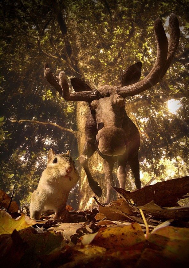 【写真を見る】シマリス視点で見るとヘラジカも大迫力！